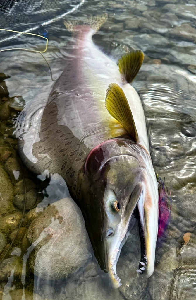 Mr Perch pesca a streamer